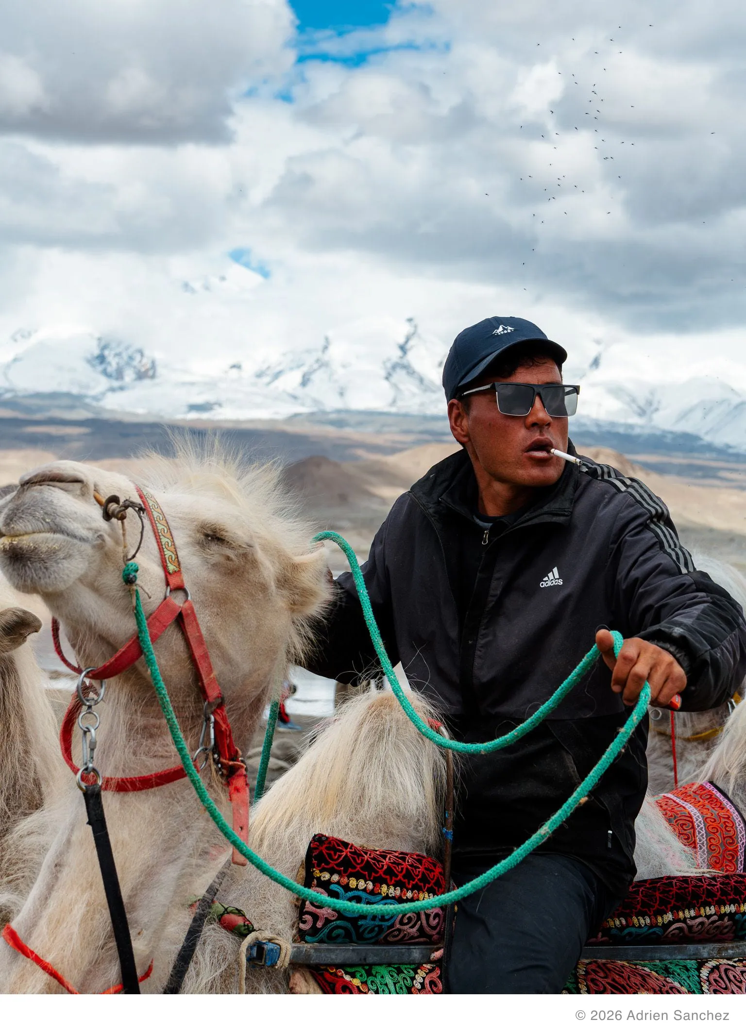 Camel rider