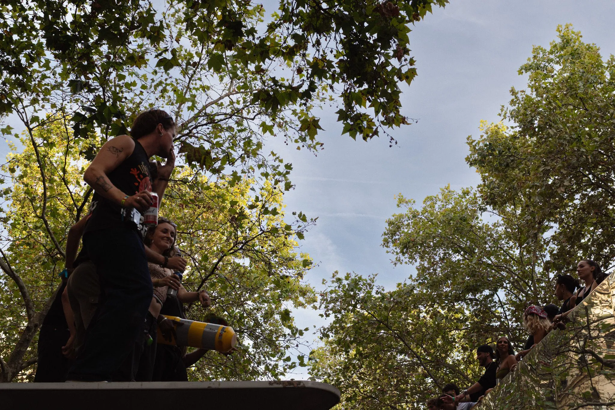 Up in the plane trees