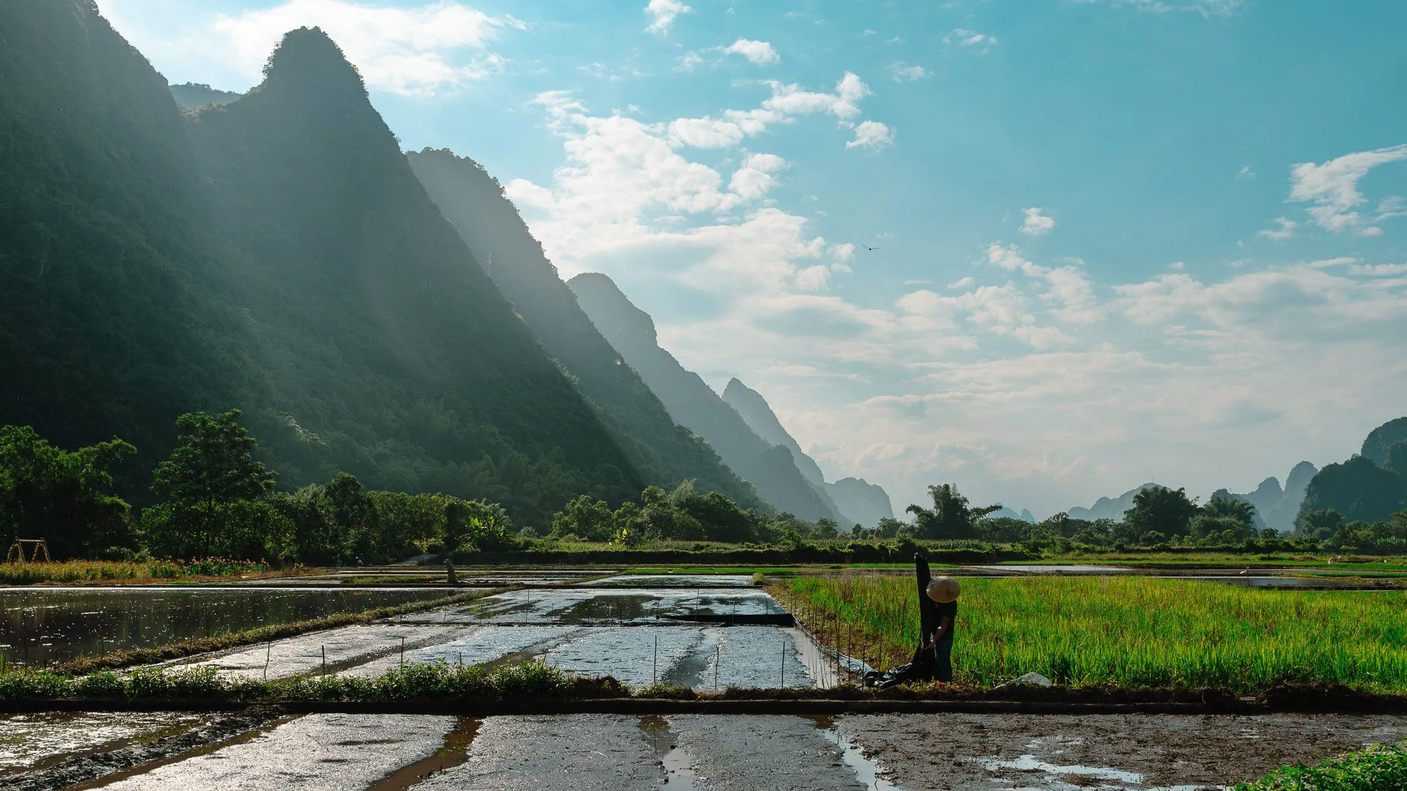 Paddy farmer 1