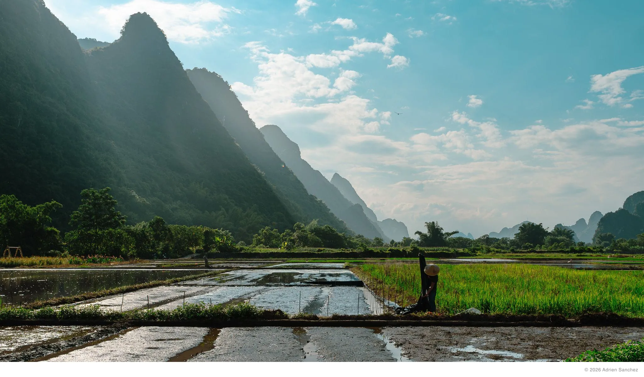 Paddy farmer 1